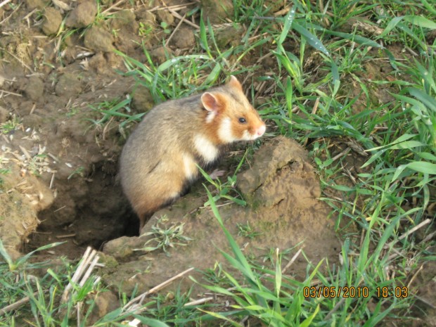 Grand Hamster d'Alsace (Cricetus cricetus)