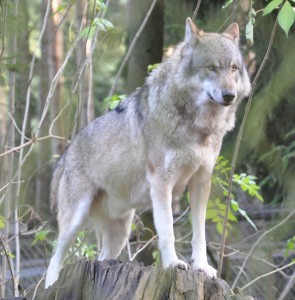 Loup (Canis lupus) — Quartl/CC BY 3.0