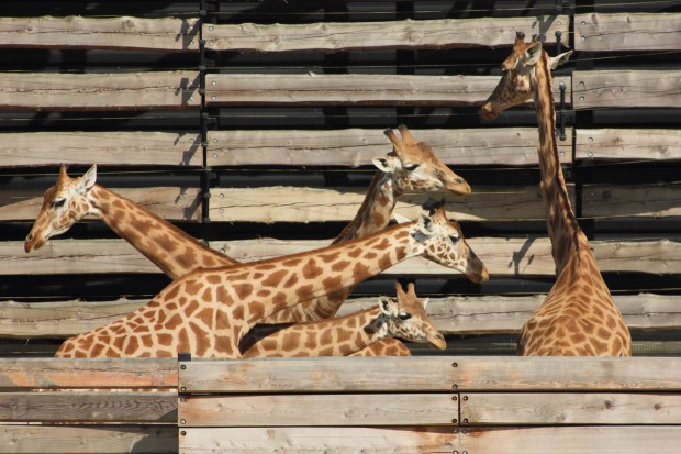 Girafes du parc zoologique de Paris - © Le Journal des animaux