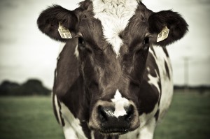 Photo d’une vache