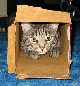 Cat in the Box — admiller/CC BY 2.0