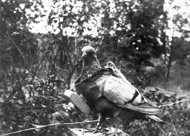 Pigeon équipé d'une caméra par l'armée allemande