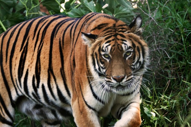 photo tigre du bengale