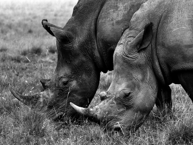 Photo : rhinocéros blancs