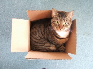 Photo : Large cat, small box
