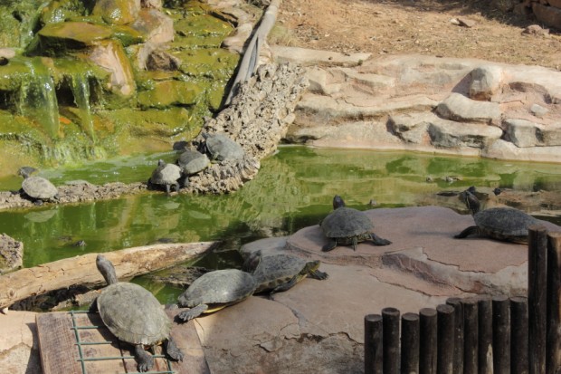 Le parc abrite différentes espèces de tortues