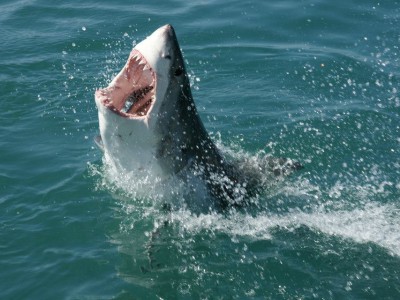 Suivez le grand requin blanc Katharine en temps réel