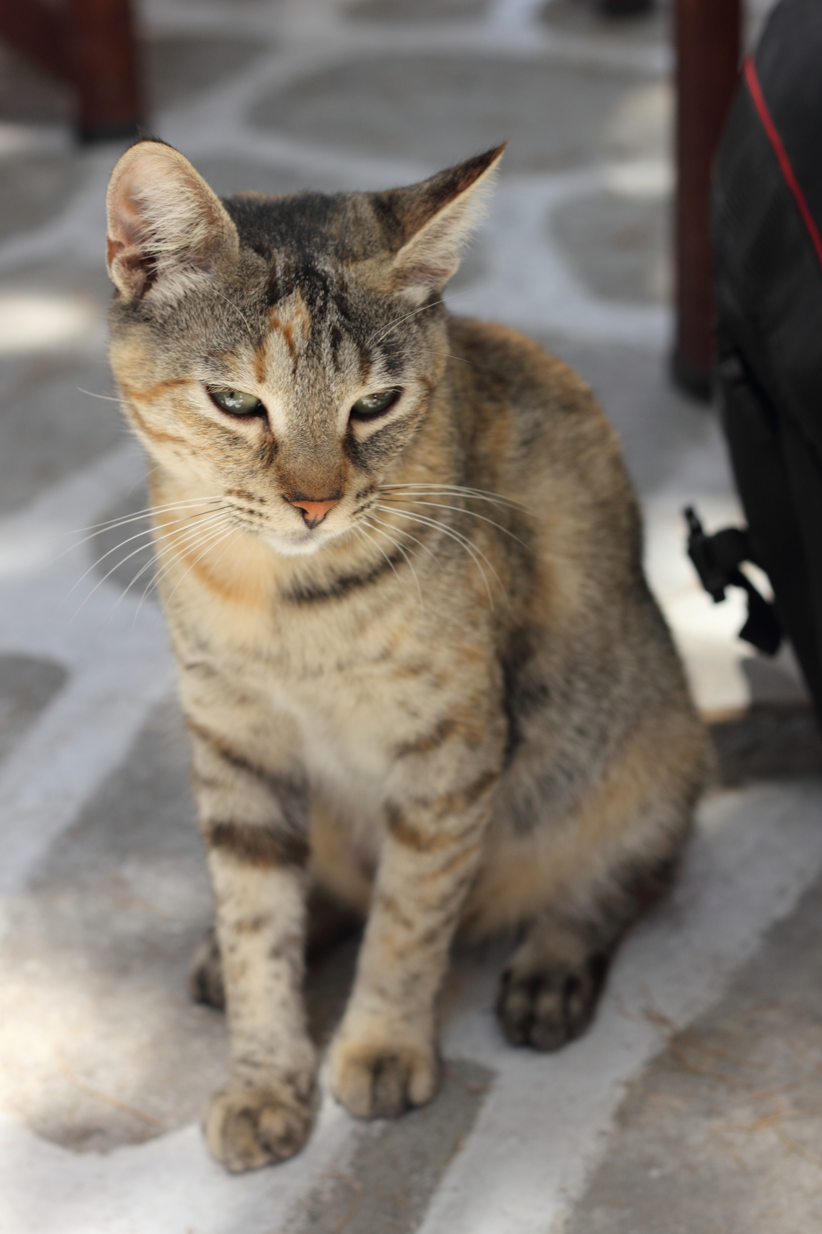 Rencontre 2 chats